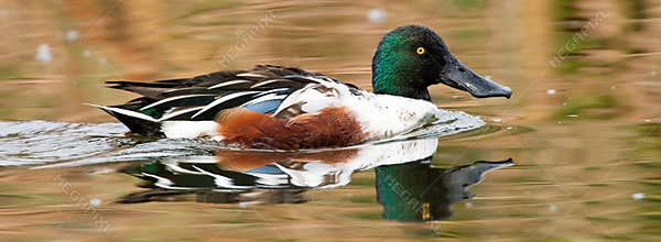Northern Shoveler