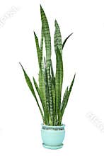 Sansevieria trifasciata green plant