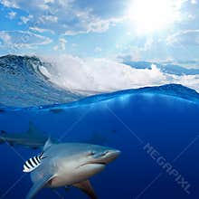 Breaking ocean in sunlight and angry sharks