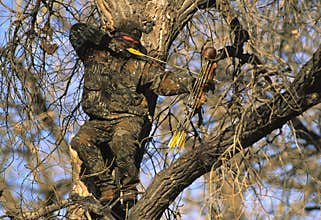 Bowhunter in Treestand