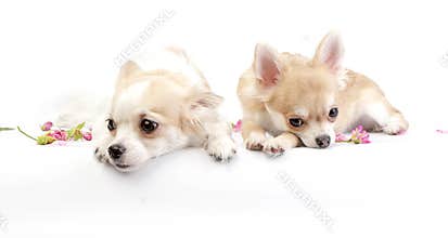 Two dreamy chihuahua dogs