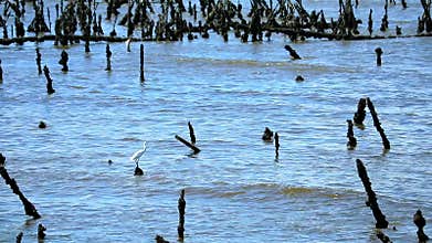 Egret stand on old pole in abandon farm oyster in the sea