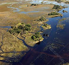 African Elephants - Okavango Delta - Botswana