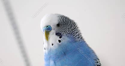 A wavy parrot sings. Head close up.