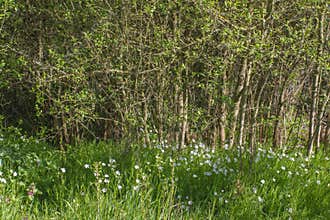 Beautiful harmony between wildflowers of Adderstmeat and woods for biodiversity