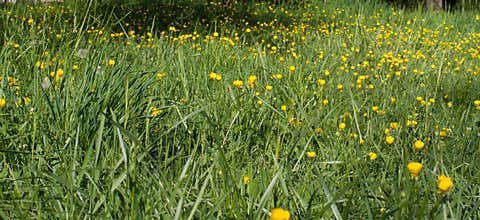Panorama of biodiversity and sustainable environment with buttercups in park