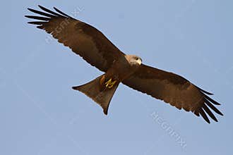 Black kite