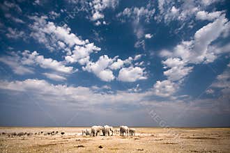 Elephants
