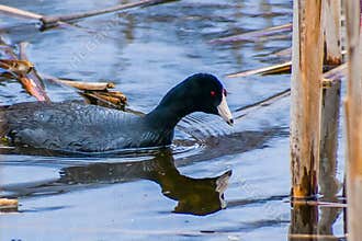 American Coot Swimming in Cattails