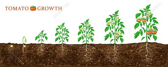Tomato plant growth stages from seed to flowering and ripening. illustration of tomato feld and life cycle of healthy tomatoes