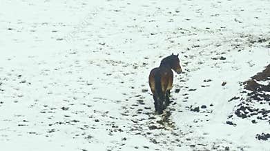 Catalan horse of the pyrenees grazing on top of a snowy field