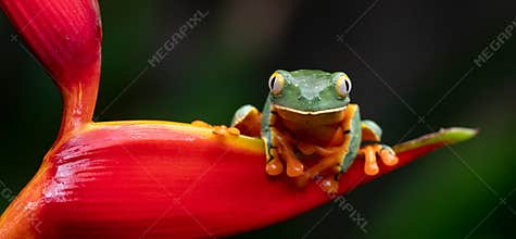 A Tree Frog in Costa Rica