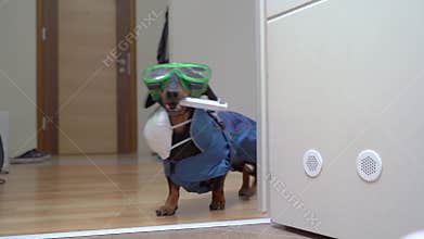 Dachshund dog in a hazmat suit, is running with syringe with vaccine