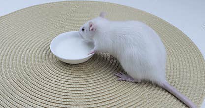 Domestic white rat drinks milk.