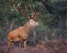 Red deer