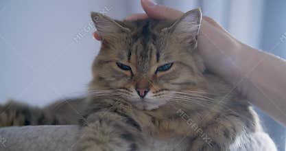 Man hand stroking cat