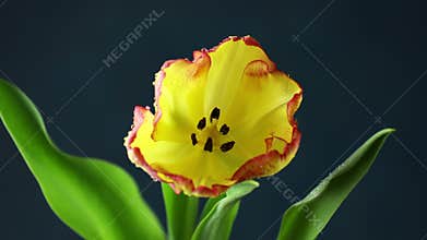 Tulip. Time lapse of bright yellow and red colorful tulip flower with water drops blooming on dark classic blue background. Holida