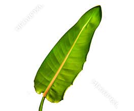 Vibrant colored bird of paradise leaf