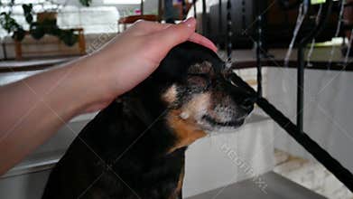 A woman pet a sad dog.