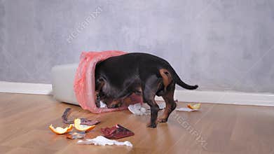 Naughty dachshund dog digging through a pile of garbage scraps in search of food