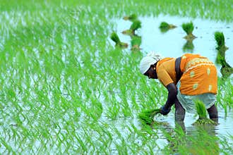 Indian farmer on Field