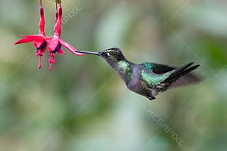 Blue hummingbird Violet Sabrewing flying