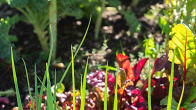 Spring onion tips growing in a companion planting permaculture garden bed in a home hobby garden, next to red Swiss chard, kale,