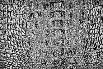 Distress crocodile skin grunge texture. natural leather illustration
