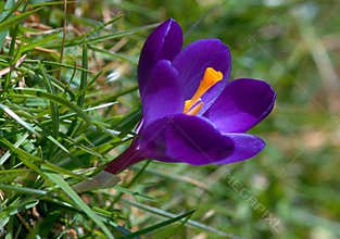Lila crocus in spring with low viewpoint.