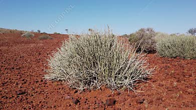 Damara milk-bush in arid landscape, Namibia