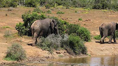 African elephants walking in line, Addo Elephant National Park, South Africa