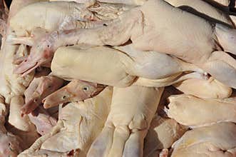 Sheared Raw Ducks