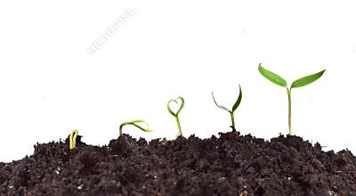 Plant germination and growth