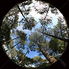 Treetops