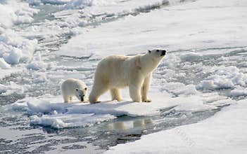 Polar bear and cub