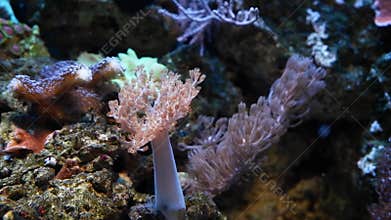 Kenya tree coral polyp frag move in strong current, popular hardy pet for beginner aquarist in nano reef marine aquarium,