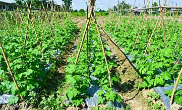 Cucumber plant in garden of thailand