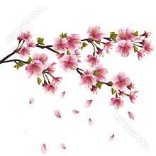 Sakura blossom - Japanese cherry tree