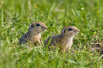 European ground squirrel (Spermophilus citellus) in natural habitat