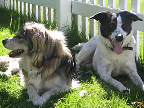Two Dogs
