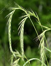 Wild barley