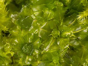 Plagiomnium affine, species of thyme-moss