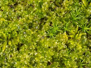Plagiomnium affine, species of thyme-moss and Polytrichum moss