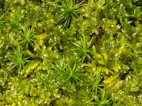 Plagiomnium affine, species of thyme-moss and Polytrichum moss
