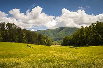 Cades Cove Great Smoky Mountains National Park Spring Scenic Landscape