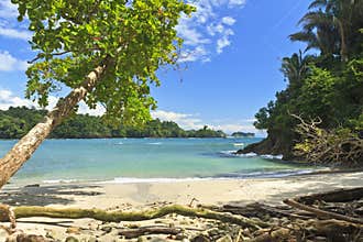 Shade Tree on Playa Manuel Antonio