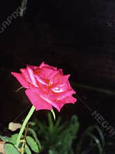Red rose in the dark