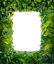 Jungle Border