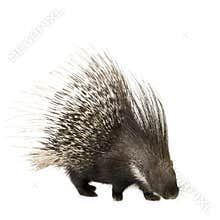 Porcupine