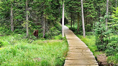 Path with boards through a beautiful forest, Bavaria